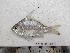  ( - F2309SD-09)  @11 [ ] Unspecified (default): All Rights Reserved  Md jayedul Islam and Md Asaduzzaman Jagannath University, Department of Zoology