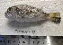  (Ilisha elongata - F2309SD-136)  @11 [ ] Unspecified (default): All Rights Reserved  Md jayedul Islam and Md Asaduzzaman Jagannath University, Department of Zoology