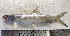  (Chelonodontops - F2309SD-137)  @11 [ ] Unspecified (default): All Rights Reserved  Md jayedul Islam and Md Asaduzzaman Jagannath University, Department of Zoology