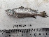  ( - F2403SD-10)  @11 [ ] Unspecified (default): All Rights Reserved  Md jayedul Islam and Md Asaduzzaman Jagannath University, Department of Zoology