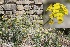  ( - Ziarat 100)  @11 [ ] Unspecified (default): All Rights Reserved (2019) Shazia Irfan BUITEMS