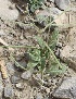  ( - Ziarat 104)  @11 [ ] Unspecified (default): All Rights Reserved (2019) Shazia Irfan BUITEMS