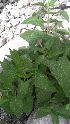 (Salvia nubicola - Ziarat 111)  @11 [ ] Unspecified (default): All Rights Reserved (2019) Shazia Irfan BUITEMS