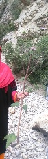  ( - Ziarat 112)  @11 [ ] Unspecified (default): All Rights Reserved (2019) Shazia Irfan BUITEMS