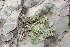 (Nepeta praetervisa - Ziarat 119)  @11 [ ] Unspecified (default): All Rights Reserved (2019) Shazia Irfan BUITEMS