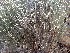  ( - Ziarat 124)  @11 [ ] Unspecified (default): All Rights Reserved (2019) Shazia Irfan BUITEMS