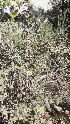  ( - Ziarat 125)  @11 [ ] Unspecified (default): All Rights Reserved (2019) Shazia Irfan BUITEMS