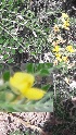  ( - Ziarat 126)  @11 [ ] Unspecified (default): All Rights Reserved (2019) Shazia Irfan BUITEMS