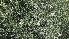  ( - Ziarat 134)  @11 [ ] Unspecified (default): All Rights Reserved (2019) Shazia Irfan BUITEMS