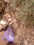  ( - Ziarat 136)  @11 [ ] Unspecified (default): All Rights Reserved (2019) Shazia Irfan BUITEMS