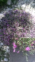  ( - Ziarat 140)  @11 [ ] Unspecified (default): All Rights Reserved (2019) Shazia Irfan BUITEMS