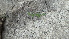  (Artemisia sp - Ziarat 145)  @11 [ ] Unspecified (default): All Rights Reserved (2019) Shazia Irfan BUITEMS