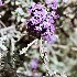  (Buddleja crispa - Ziarat 156)  @11 [ ] Unspecified (default): All Rights Reserved (2019) Shazia Irfan BUITEMS