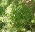  ( - Ziarat 17)  @11 [ ] Unspecified (default): All Rights Reserved (2019) Shazia Irfan BUITEMS
