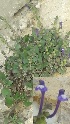  (Scutellaria petiolate - Ziarat 183)  @11 [ ] Unspecified (default): All Rights Reserved (2019) Shazia Irfan BUITEMS