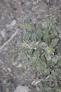  (Lallemantia - Ziarat 185)  @11 [ ] Unspecified (default): All Rights Reserved (2019) Shazia Irfan BUITEMS