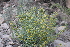  (Euphorbia osyridea - Ziarat 187)  @11 [ ] Unspecified (default): All Rights Reserved (2019) Shazia Irfan BUITEMS