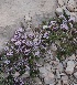  ( - Ziarat 189)  @11 [ ] Unspecified (default): All Rights Reserved (2019) Shazia Irfan BUITEMS