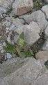  ( - Ziarat 191)  @11 [ ] Unspecified (default): All Rights Reserved (2019) Shazia Irfan BUITEMS