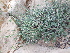  (Scutellaria sp - Ziarat 21)  @11 [ ] Unspecified (default): All Rights Reserved (2019) Shazia Irfan BUITEMS