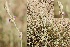  (Nepeta juncea - Ziarat 25)  @11 [ ] Unspecified (default): All Rights Reserved (2019) Shazia Irfan BUITEMS