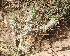  (Onopordum acanthium - Ziarat 37)  @11 [ ] Unspecified (default): All Rights Reserved (2019) Shazia Irfan BUITEMS