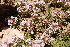  ( - Ziarat 42)  @11 [ ] Unspecified (default): All Rights Reserved (2019) Shazia Irfan BUITEMS