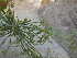  (Trachyspermum - Ziarat 47)  @11 [ ] Unspecified (default): All Rights Reserved (2019) Shazia Irfan BUITEMS