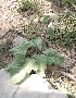 (Phlomoides - Ziarat 53)  @11 [ ] Unspecified (default): All Rights Reserved (2019) Shazia Irfan BUITEMS
