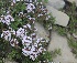  ( - Ziarat 65)  @11 [ ] Unspecified (default): All Rights Reserved (2019) Shazia Irfan BUITEMS