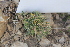  (Astragalus stocksii - Ziarat 67)  @11 [ ] Unspecified (default): All Rights Reserved (2019) Shazia Irfan BUITEMS