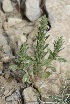  (Salvia aegyptiaca - Ziarat 84)  @11 [ ] Unspecified (default): All Rights Reserved (2019) Shazia Irfan BUITEMS