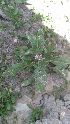  ( - Ziarat 8)  @11 [ ] Unspecified (default): All Rights Reserved (2019) Shazia Irfan BUITEMS