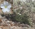  ( - Ziarat 96)  @11 [ ] Unspecified (default): All Rights Reserved (2019) Shazia Irfan BUITEMS