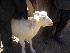  ( - Capra hircus 1)  @11 [ ] Unspecified (default): All Rights Reserved  Unspecified Unspecified