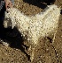  ( - Capra hircus 2)  @11 [ ] Unspecified (default): All Rights Reserved  Unspecified Unspecified