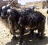  ( - Capra hircus 4)  @11 [ ] Copyright (2019) Bibi Malaela BUITEMS,Quetta