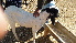  ( - Capra hircus 7)  @11 [ ] CreativeCommons  Attribution Non-Commercial Share-Alike (2019) Malaela BUITEMS,Quetta, Pakistan
