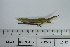  ( - DB12-22)  @11 [ ] c (2022) Unspecified Specimen depository of the Graduate School of Science, Nagoya City University