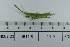  (Atractomorpha lata - DB11-9)  @11 [ ] c (2022) Unspecified Specimen depository of the Graduate School of Science, Nagoya City University
