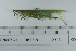  ( - DB23-8)  @11 [ ] c (2022) Unspecified Specimen depository of the Graduate School of Science, Nagoya City University