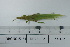  ( - DB23-13c)  @11 [ ] c (2022) Unspecified Specimen depository of the Graduate School of Science, Nagoya City University