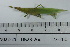  ( - DB23-26c)  @11 [ ] c (2022) Unspecified Specimen depository of the Graduate School of Science, Nagoya City University