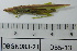  ( - DB5-13)  @11 [ ] c (2022) Unspecified Specimen depository of the Graduate School of Science, Nagoya City University