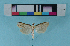  (Calamotropha formosella - KFBG-LepDNA-00020)  @12 [ ] Copyright (2011) Dr. Pankaj Kumar KFBG