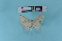  (Scopula c.f. pulcehlla - KFBG-LepDNA-00055)  @12 [ ] Copyright (2011) Dr. Pankaj Kumar KFBG