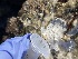  ( - Ak10-10)  @11 [ ] Copyright (2025) Unspecified Middle East Technical University, Institute of Marine Sciences