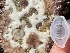  (Didemnum sp.4 - Ak10-42)  @11 [ ] Copyright (2025) Unspecified Middle East Technical University, Institute of Marine Sciences