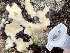  ( - Ak11-11)  @11 [ ] Copyright (2025) Unspecified Middle East Technical University, Institute of Marine Sciences