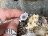  ( - AK11-6)  @11 [ ] Copyright (2025) Unspecified Middle East Technical University, Institute of Marine Sciences